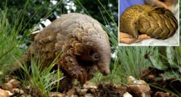 The most trafficked mammals in the world face extinctionâas conservationists try to save them from smuggling